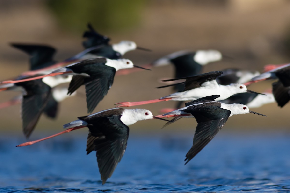 Black-winged Stilt - ML604506511