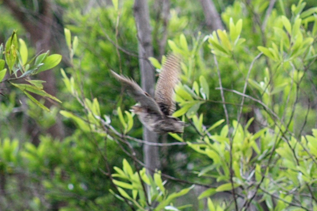 Black Francolin - ML604507021