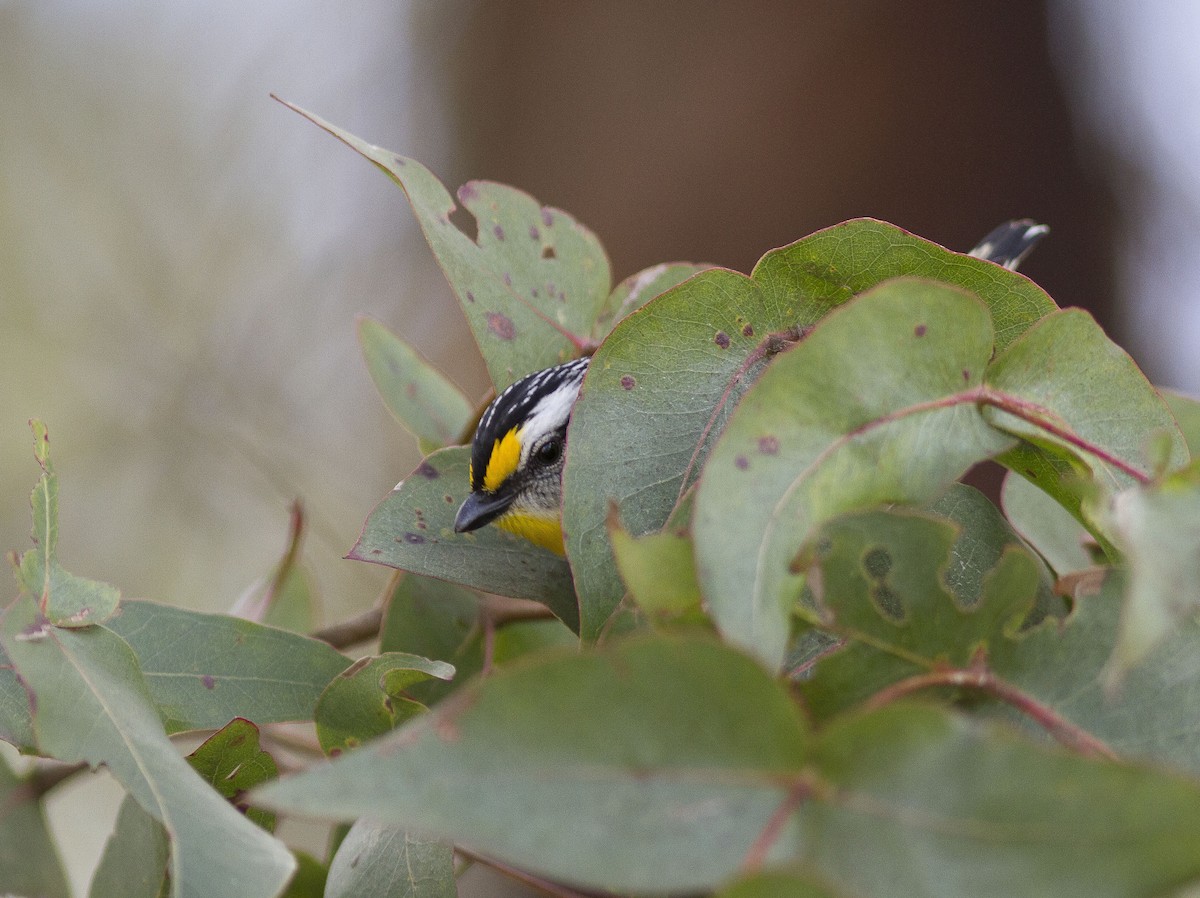 Pardalote à point jaune (ornatus) - ML604507381