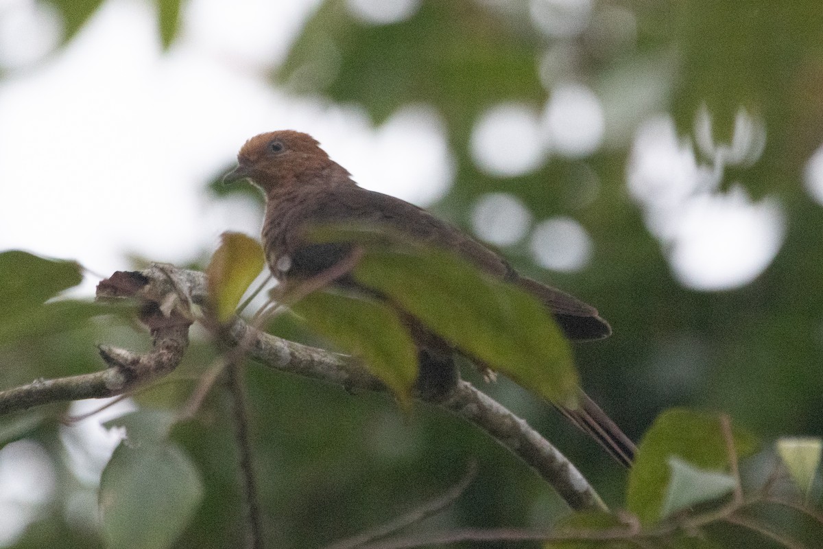 Little Cuckoo-Dove - ML604507401