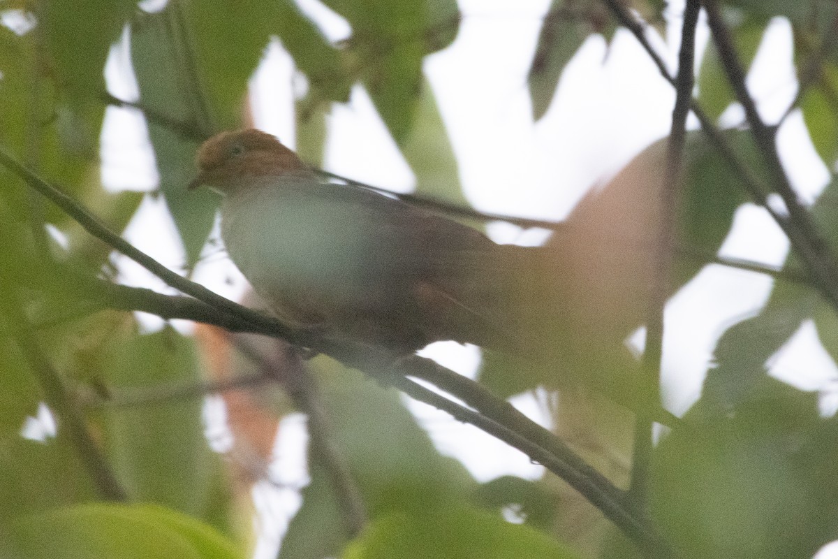 Little Cuckoo-Dove - ML604507411