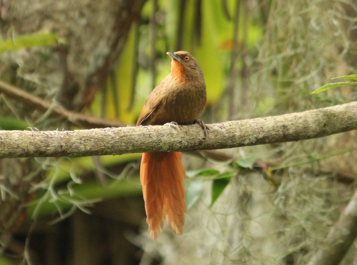 Orange-eyed Thornbird - Miguel  Magro