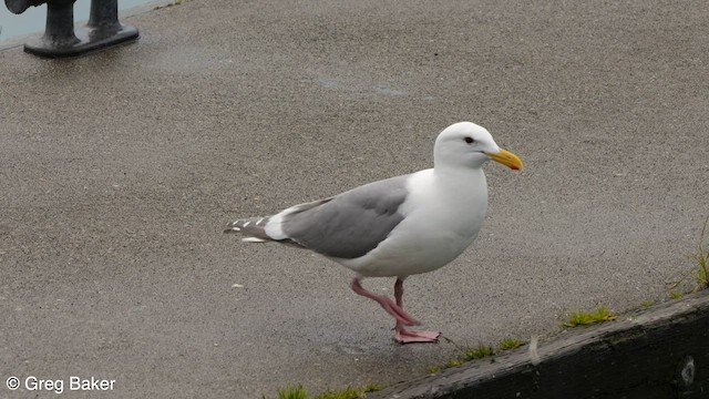 Gaviota de Bering - ML604508791