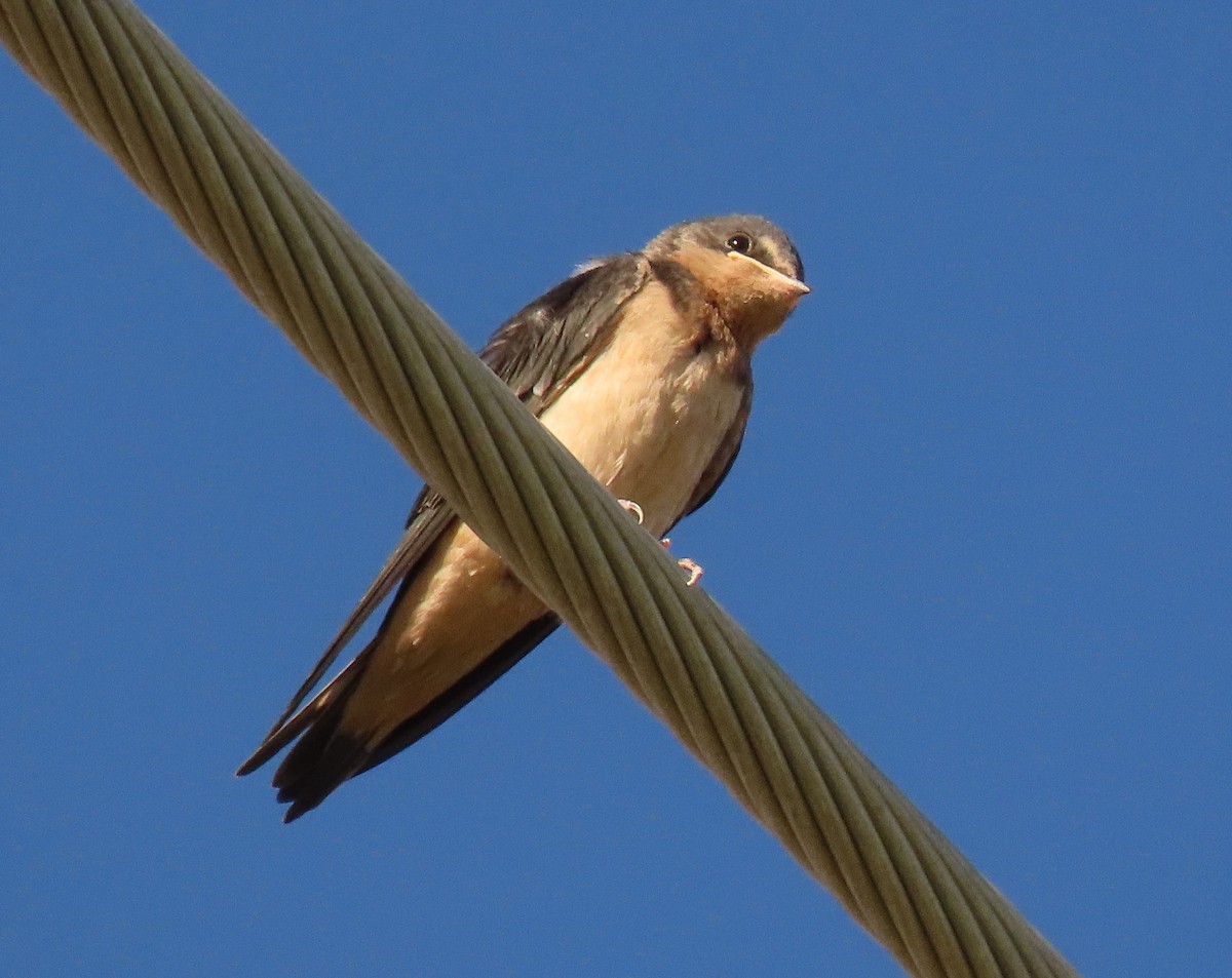 Barn Swallow - ML604509321