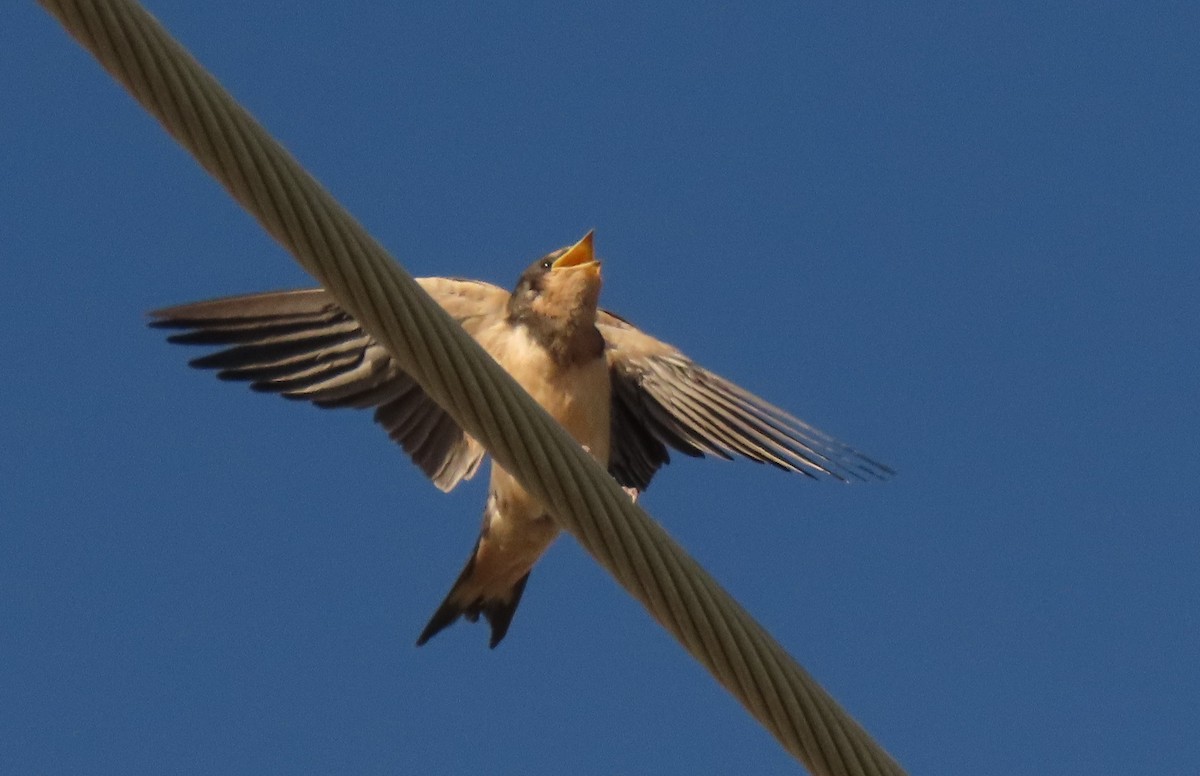 Barn Swallow - ML604509491