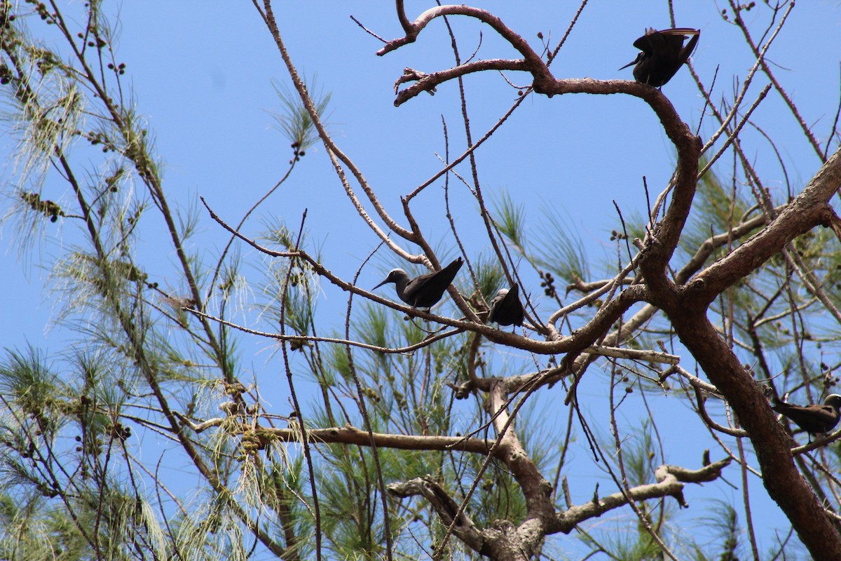 Brown Noddy - ML604509891