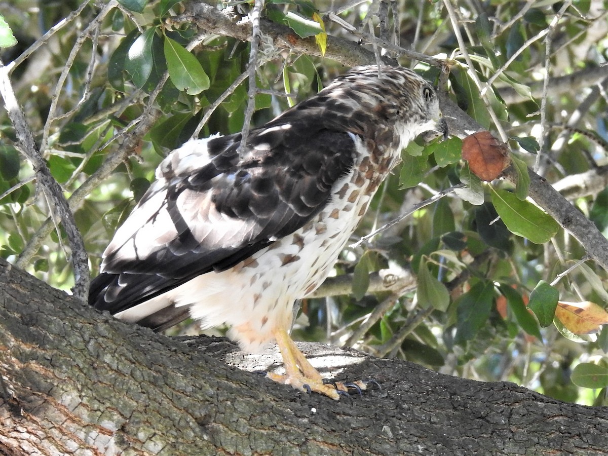 Broad-winged Hawk - ML604509911