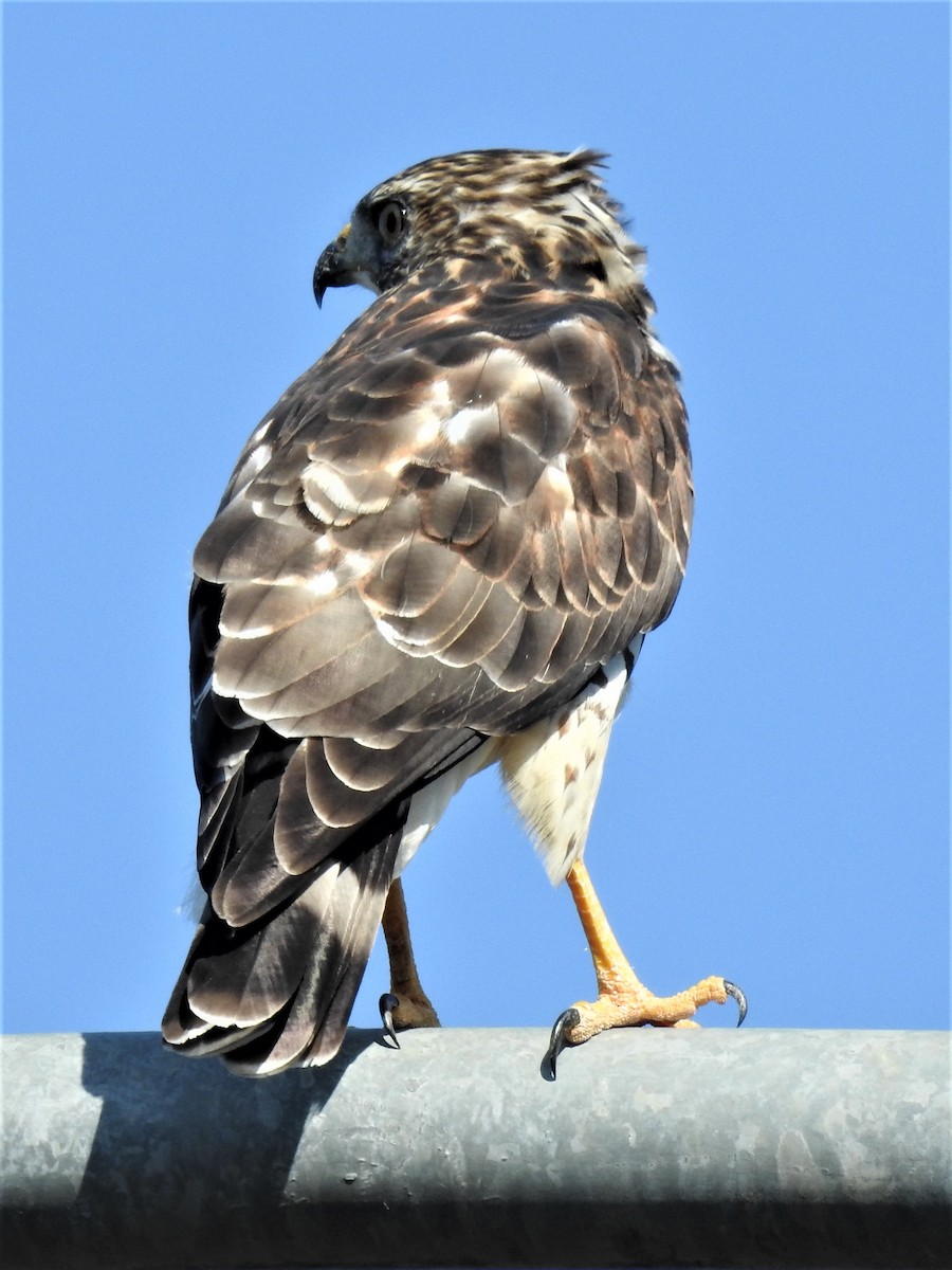 Broad-winged Hawk - ML604509941