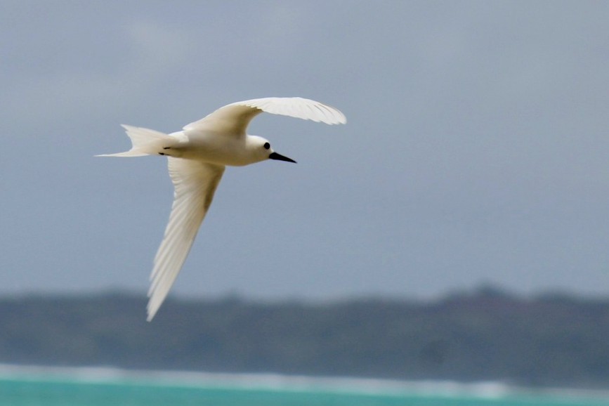 White Tern - Zakary Hambsch