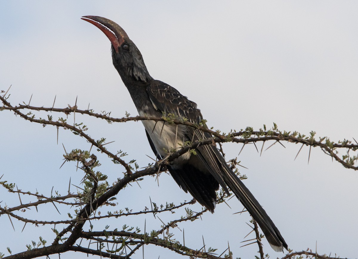 Hemprich's Hornbill - ML604510101