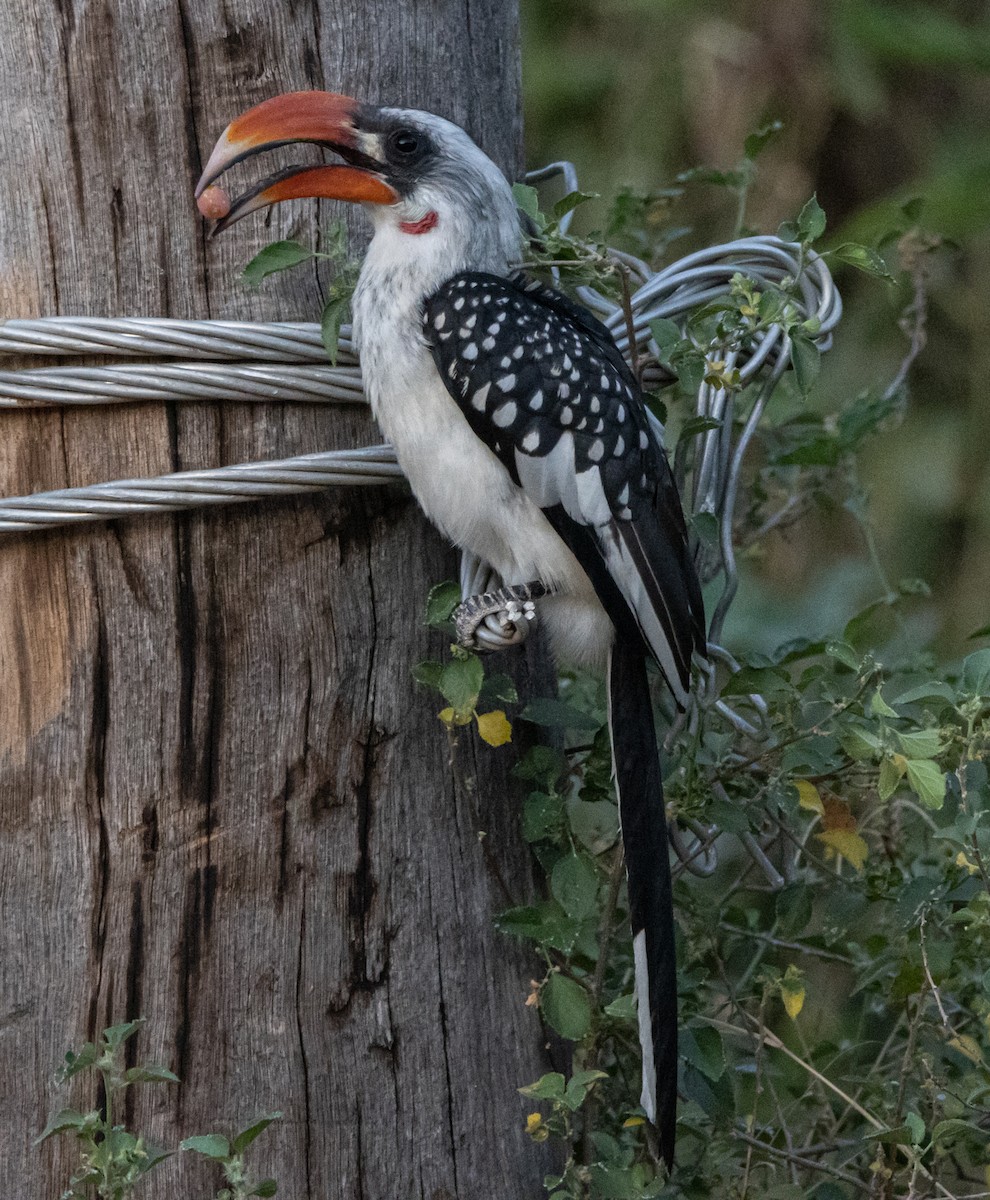 Jackson's Hornbill - Corinne Le Doare