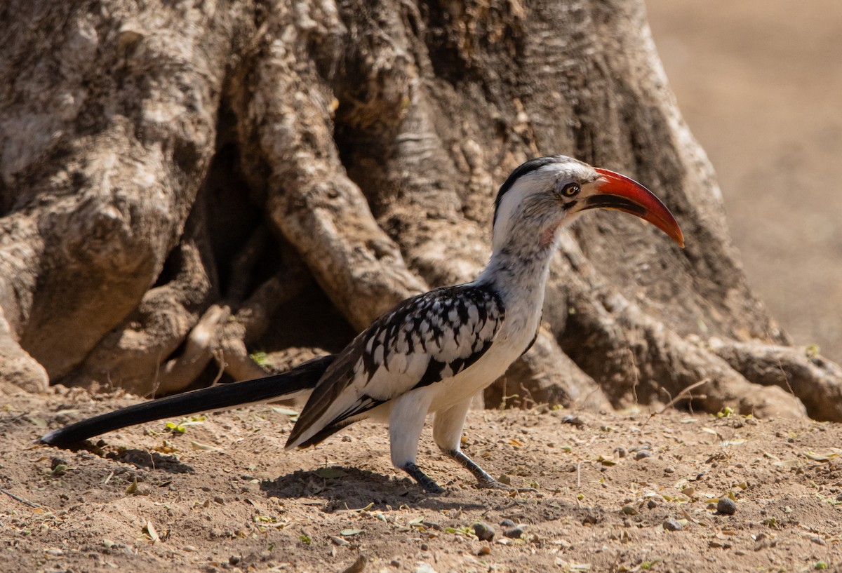 Northern Red-billed Hornbill - ML604510371