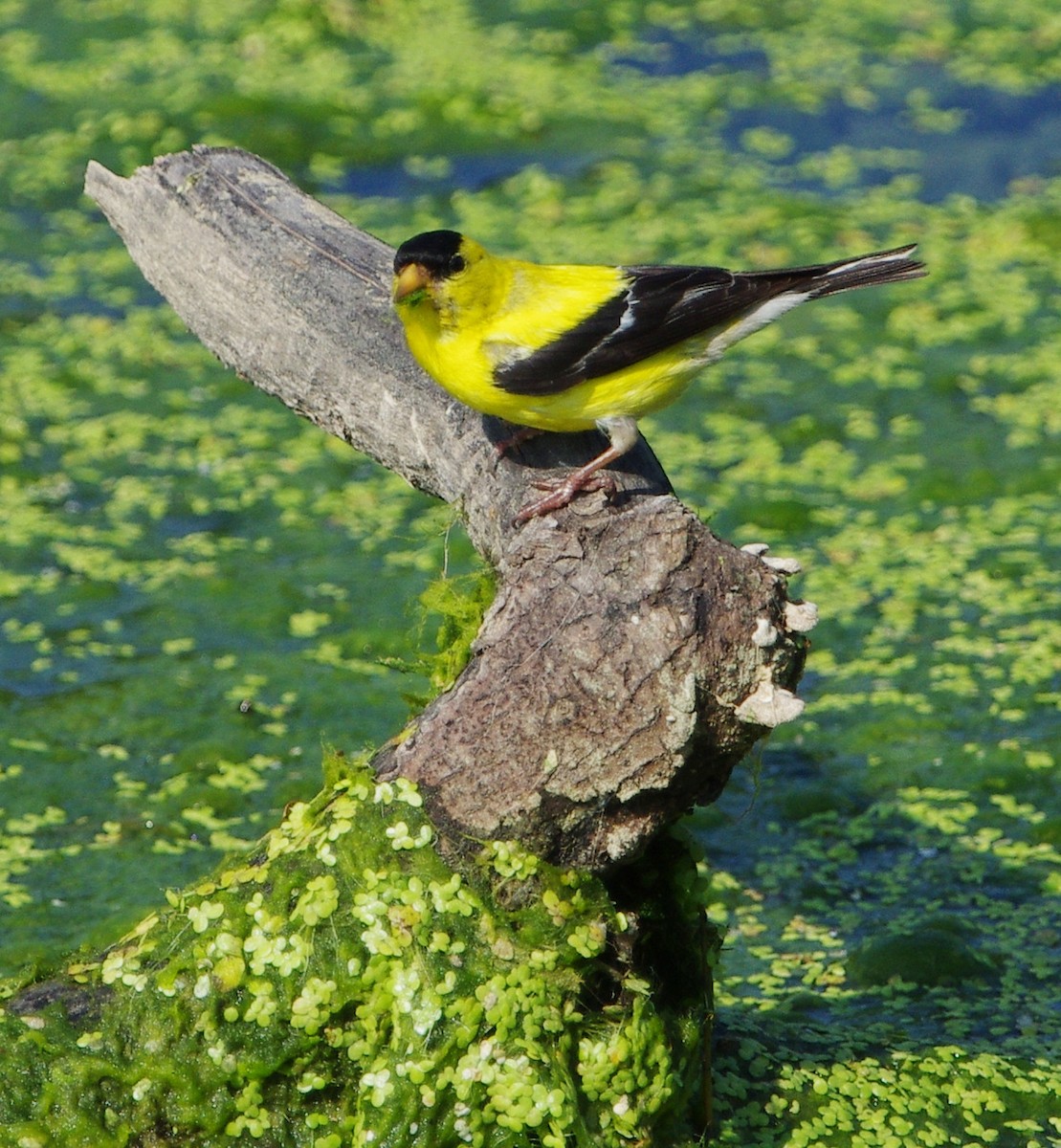 American Goldfinch - ML604511181