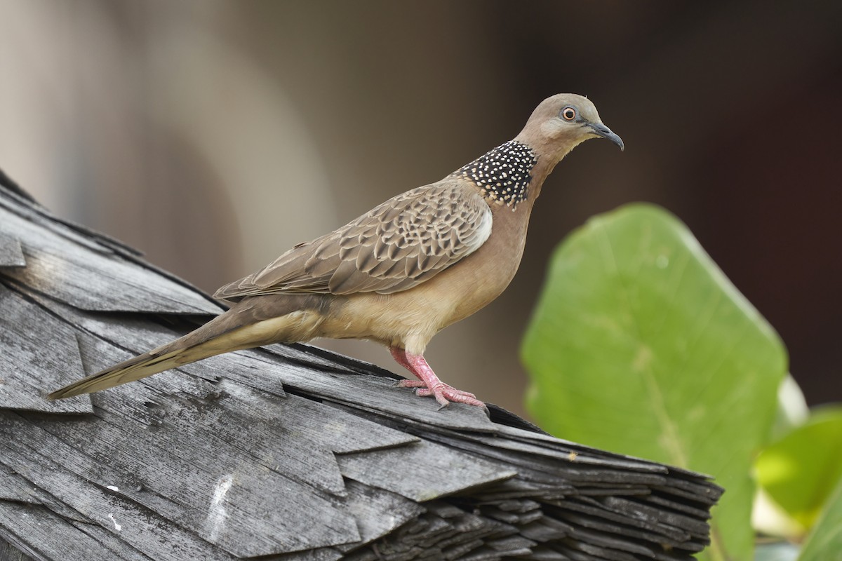 Spotted Dove - ML604512501