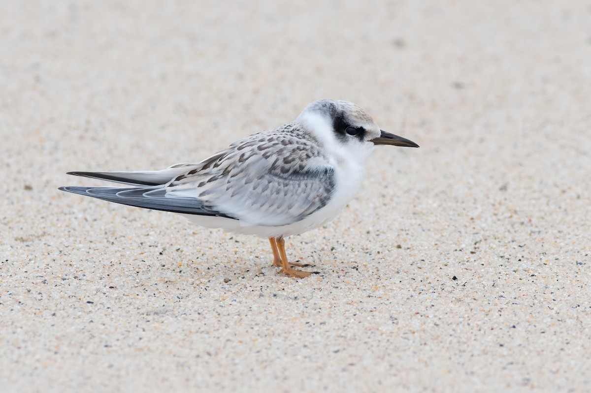 Least Tern - Emily Turteltaub Nelson