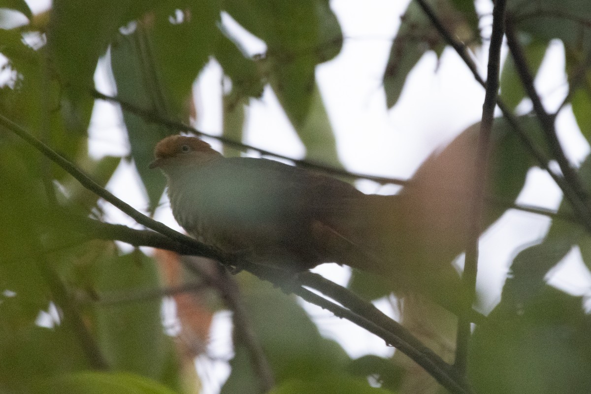 Little Cuckoo-Dove - ML604514161