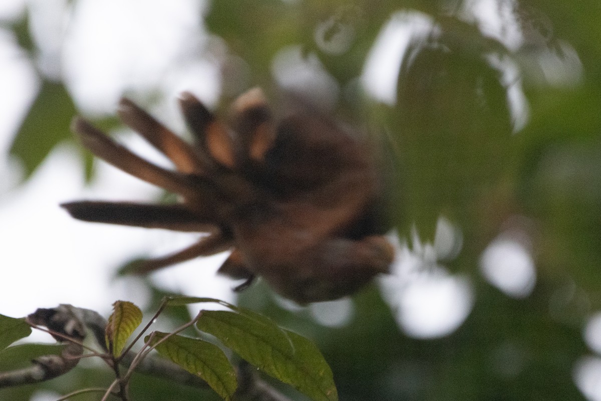 Little Cuckoo-Dove - ML604514181