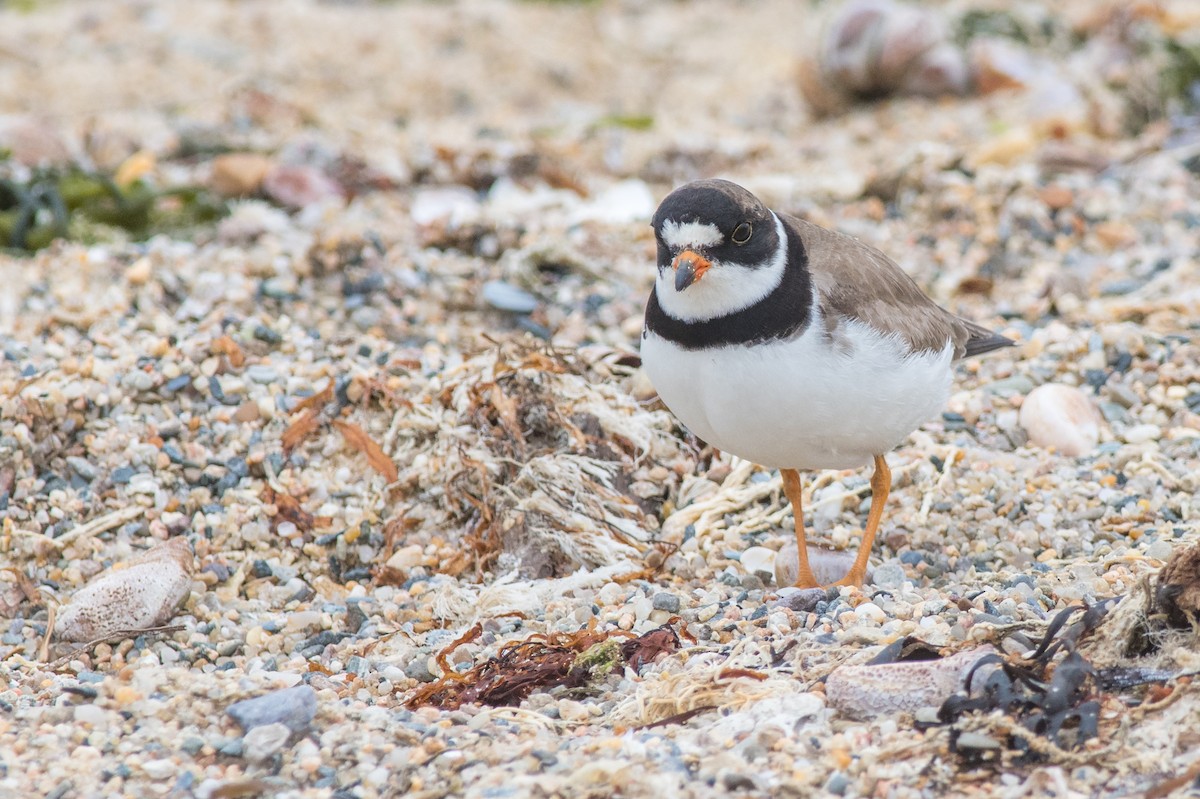 Semipalmated Plover - Emily Turteltaub Nelson