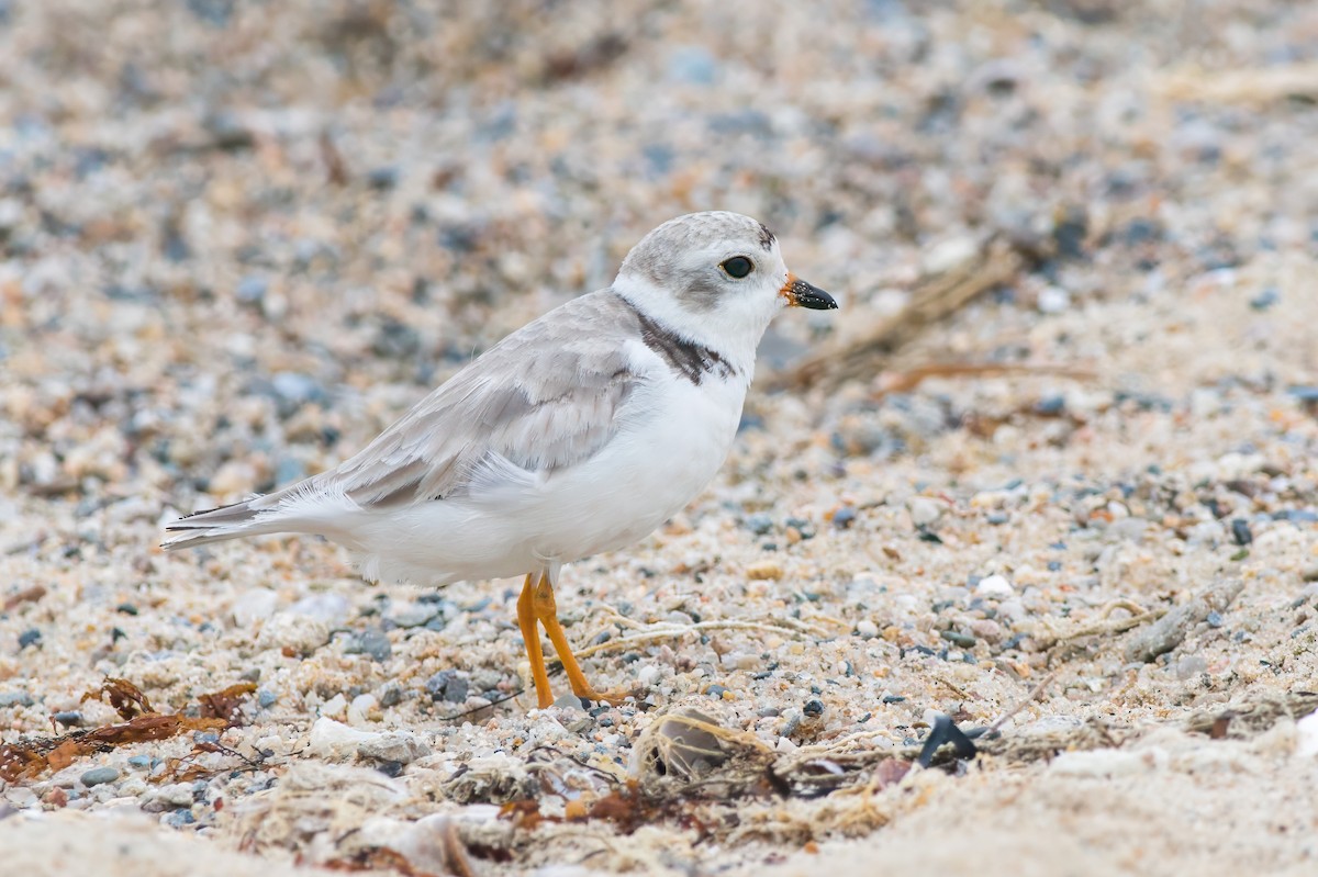 Piping Plover - Emily Turteltaub Nelson