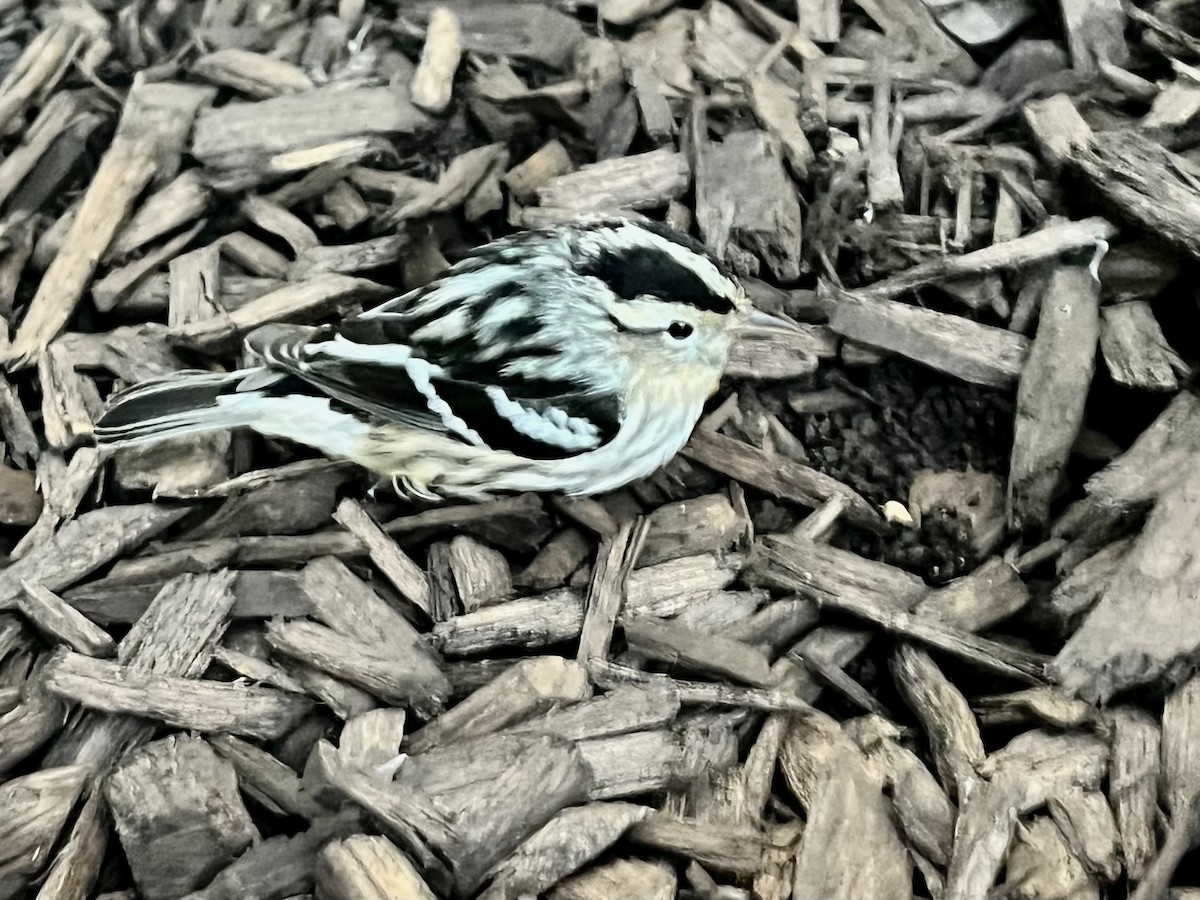 Black-and-white Warbler - ML604514321