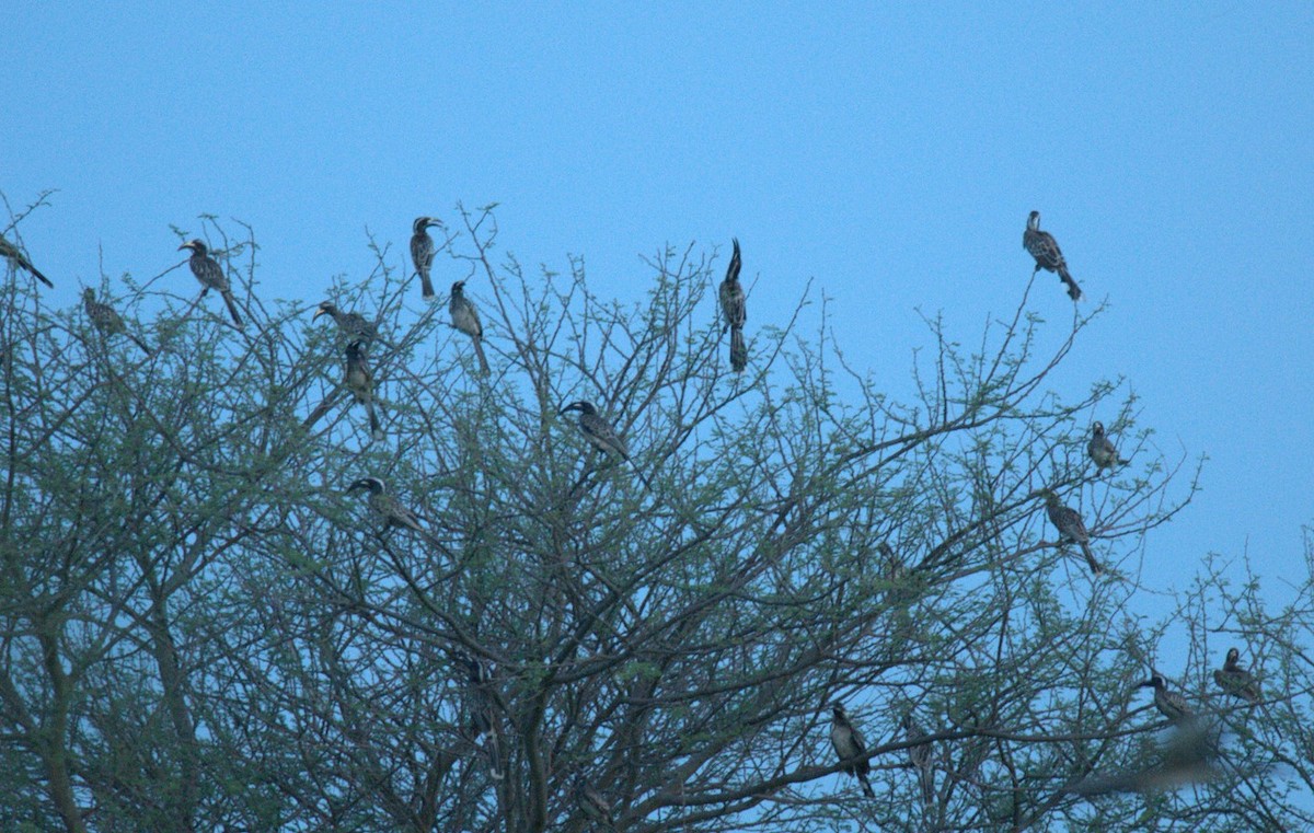 African Gray Hornbill - ML604515831