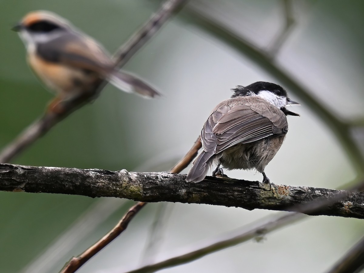 Mésange à bavette - ML604516501