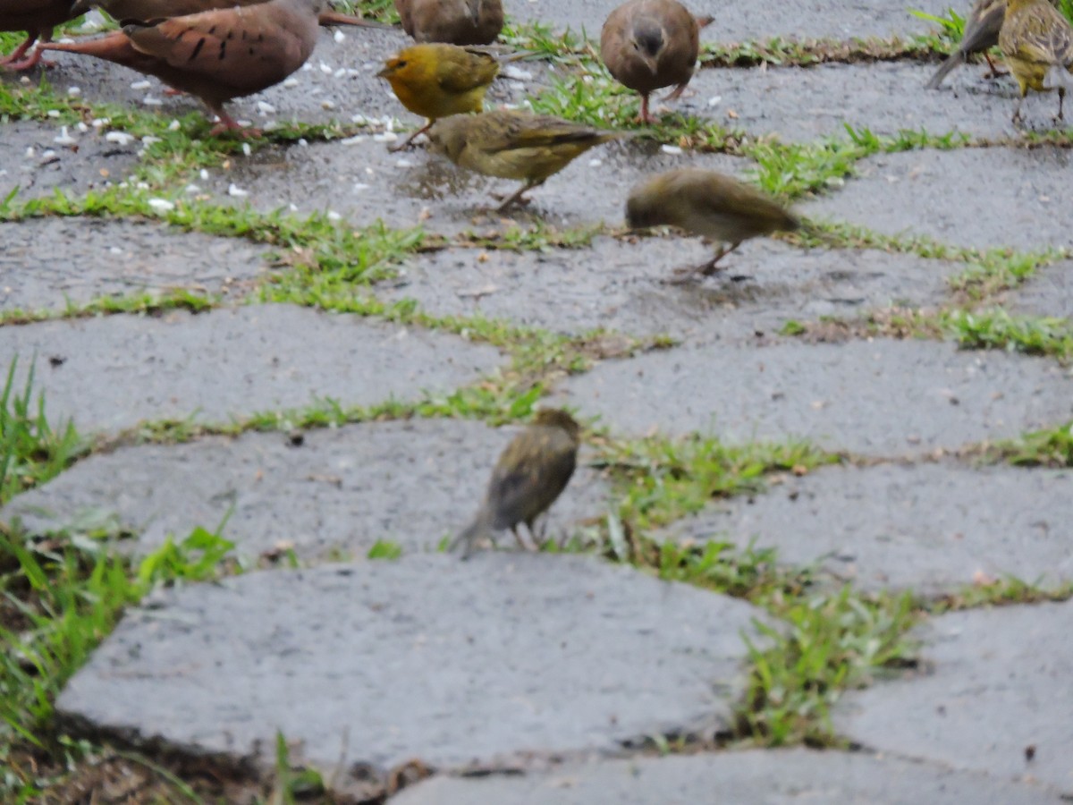 Rufous-collared Sparrow - Welinton Santana