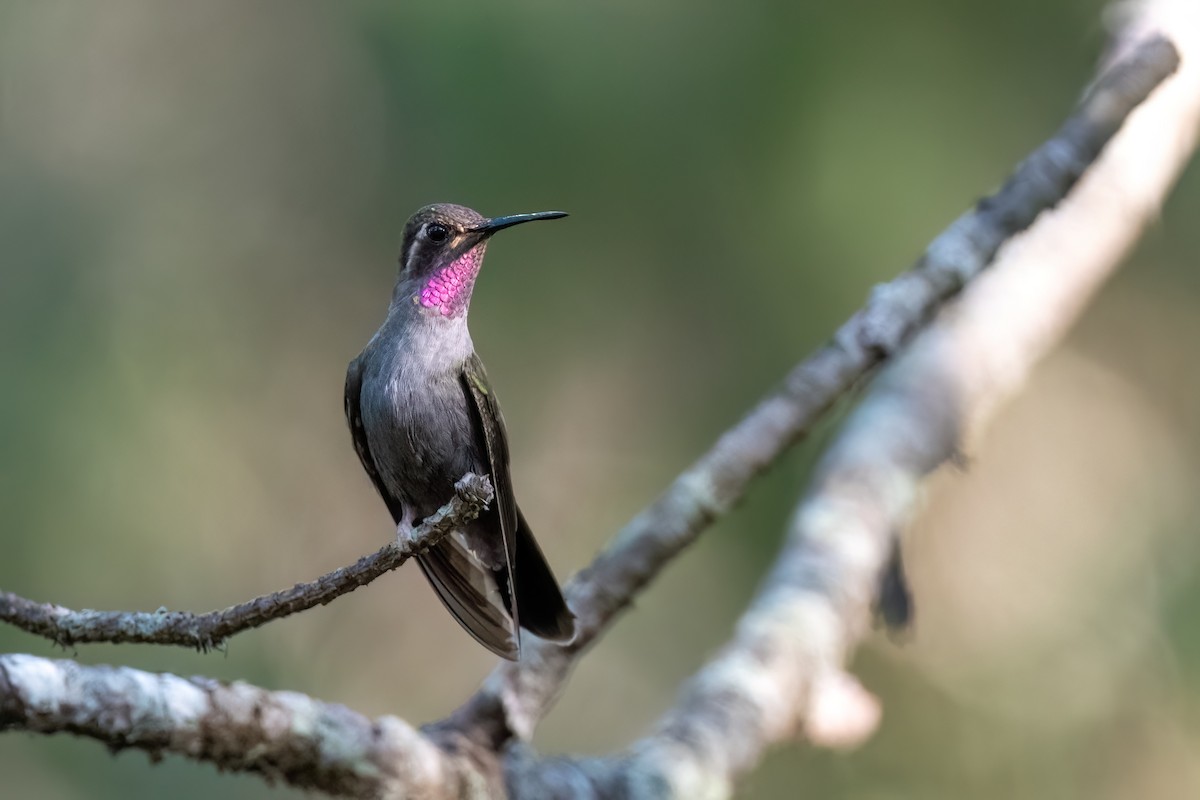 Amethyst-throated Mountain-gem - Adam Jackson
