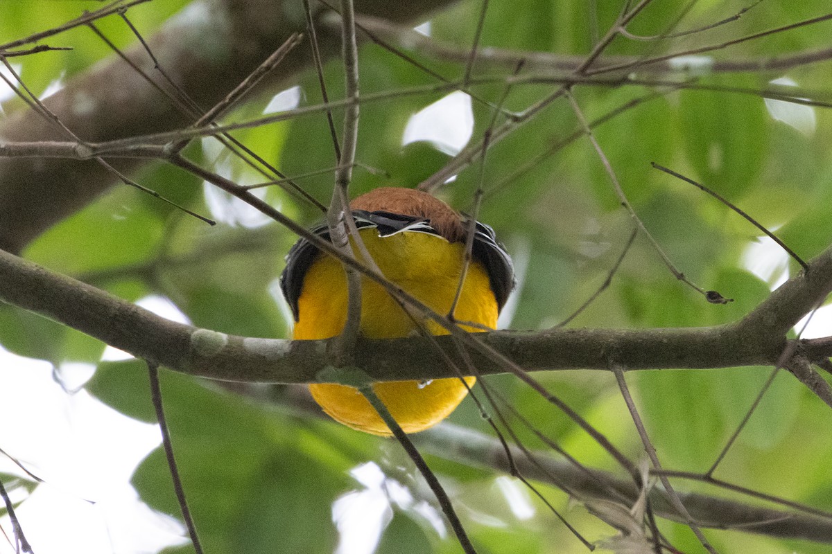 Orange-breasted Trogon - ML604517141