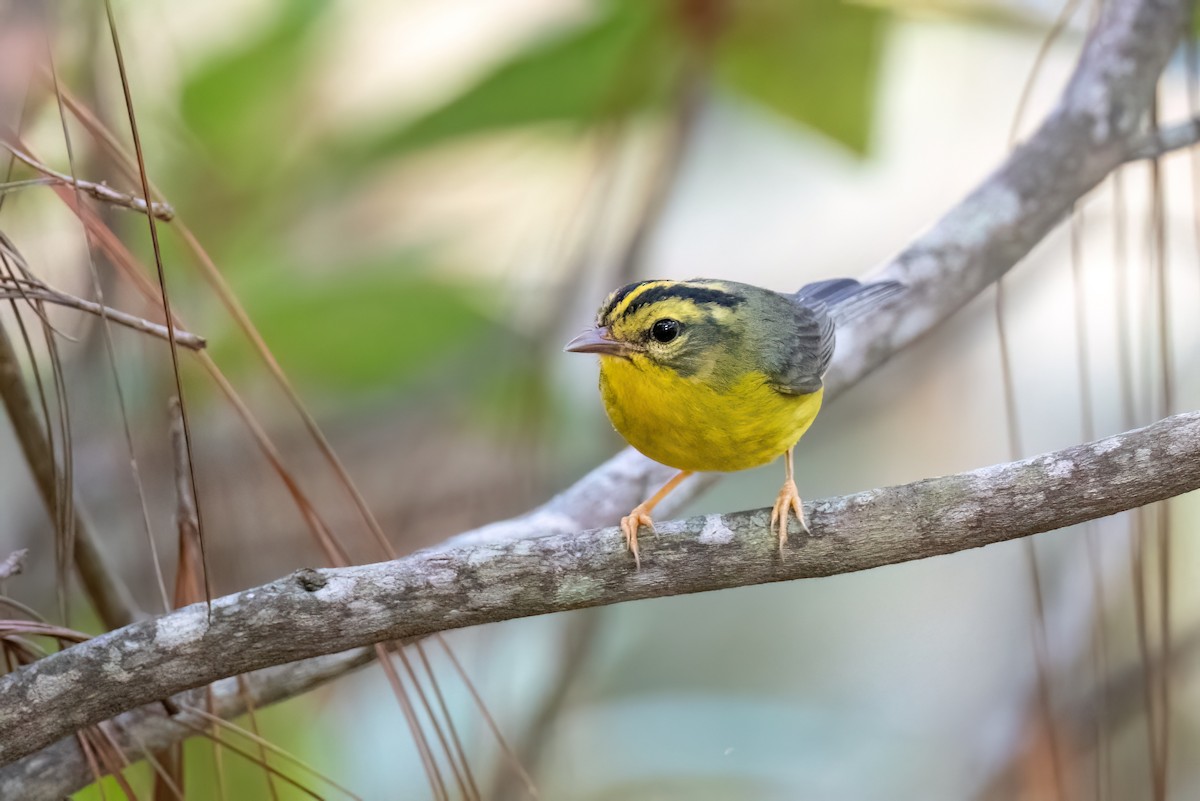 Golden-crowned Warbler - ML604517311