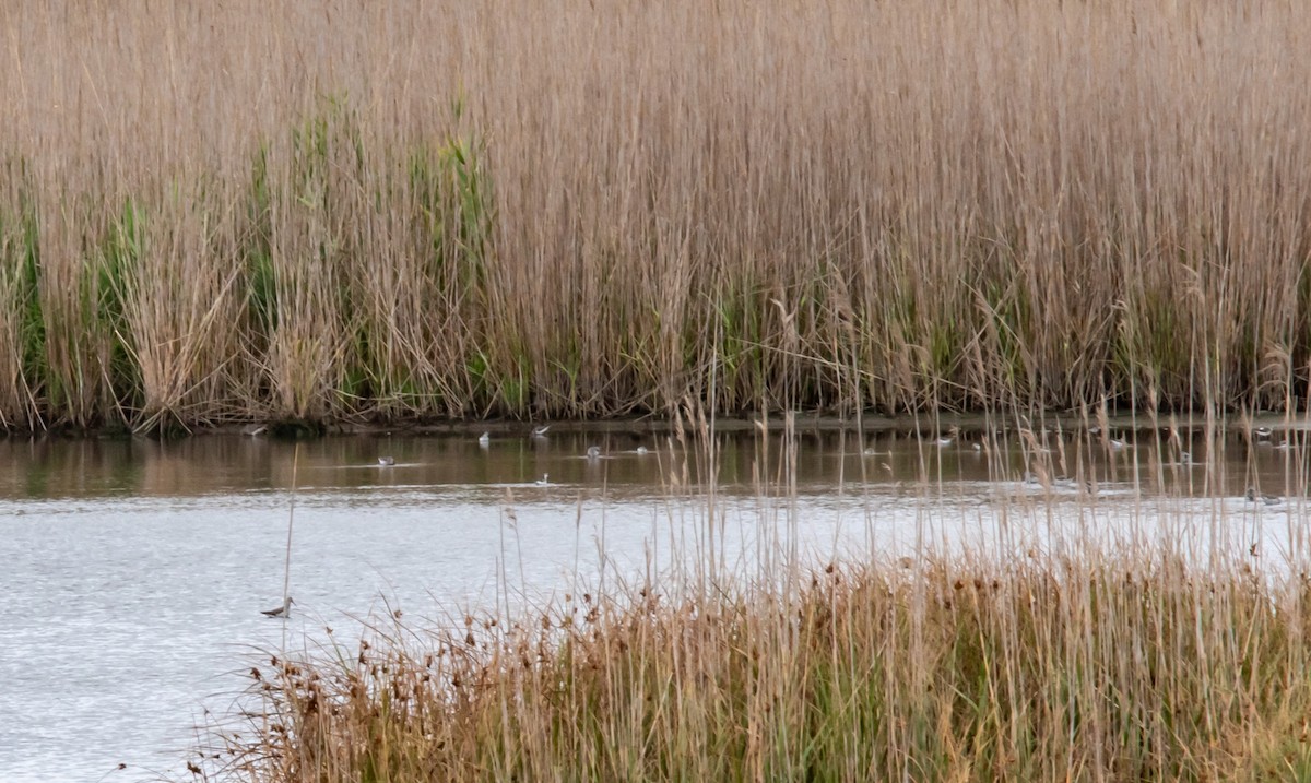 Phalarope à bec étroit - ML604517391