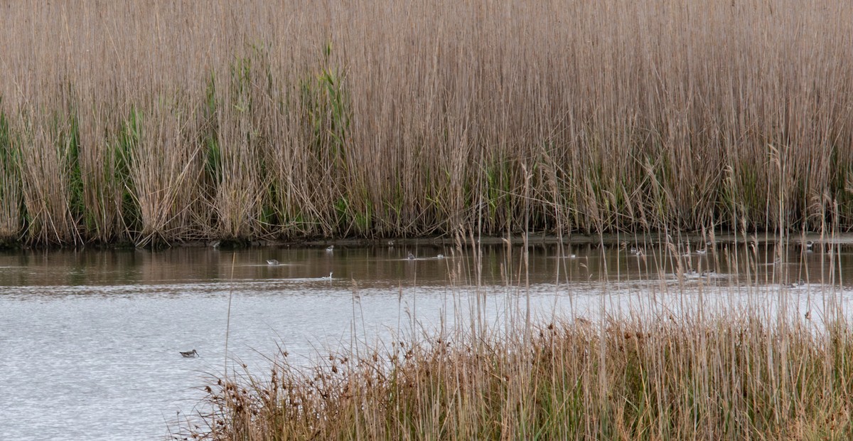 Phalarope à bec étroit - ML604517401