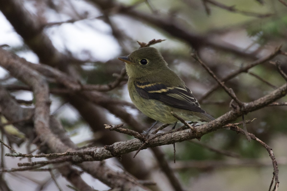 Yellow-bellied Flycatcher - ML604517421