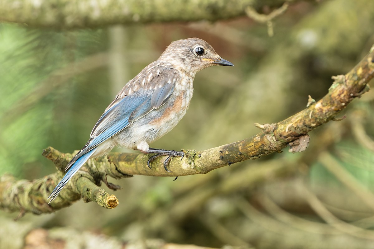 Eastern Bluebird - ML604517581