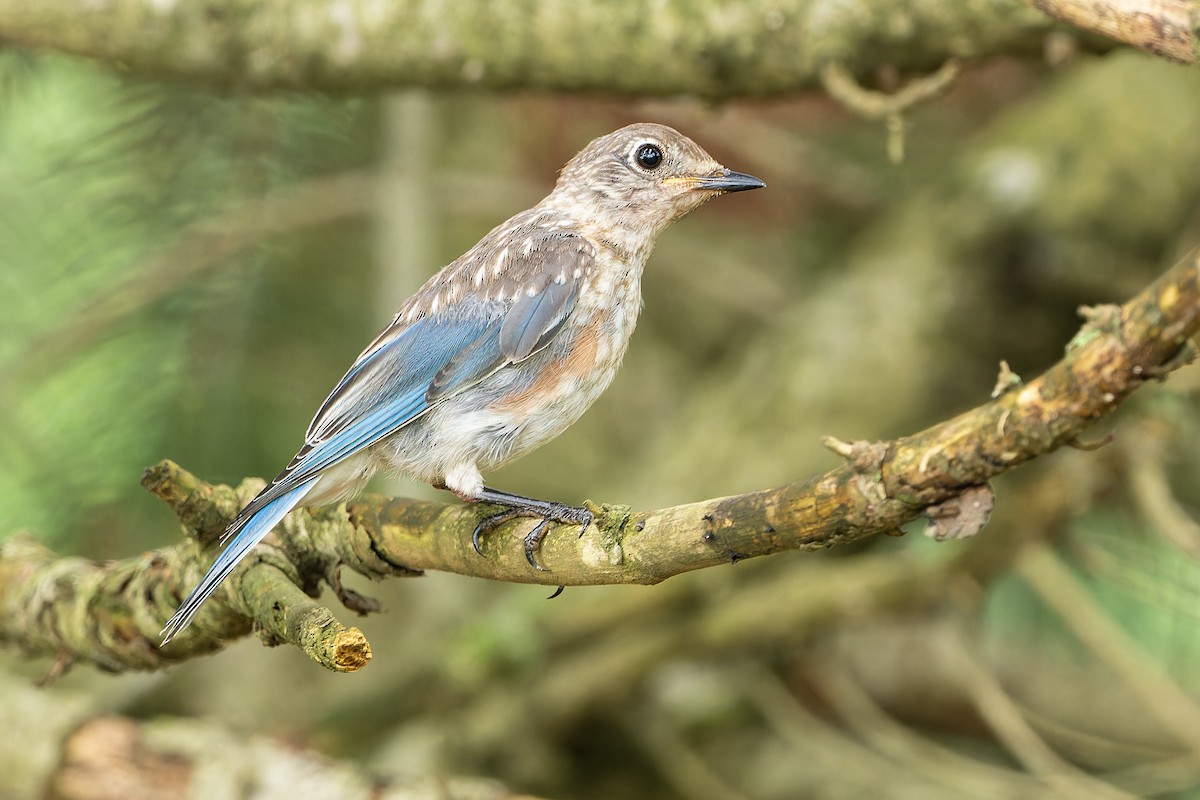 Eastern Bluebird - ML604517591