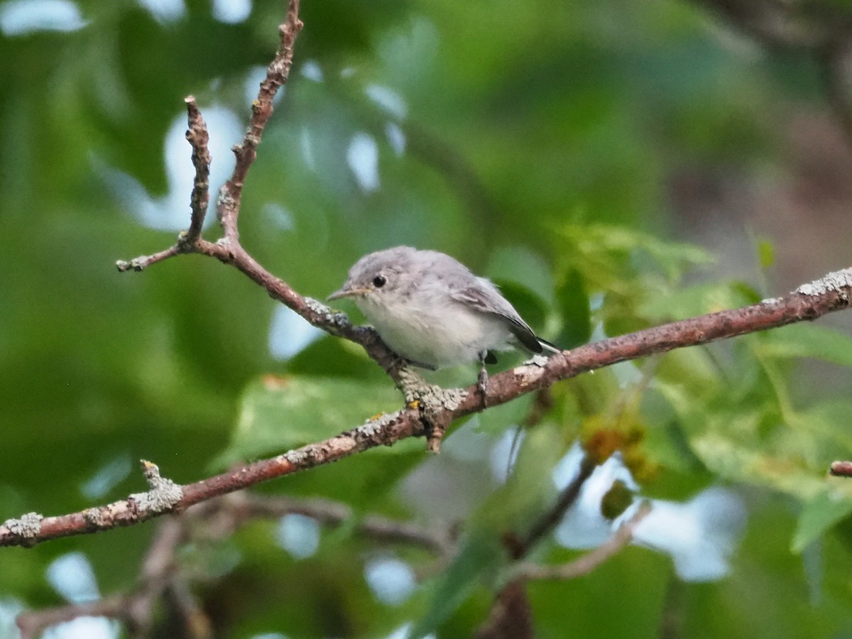 Blaumückenfänger (caerulea) - ML604517751