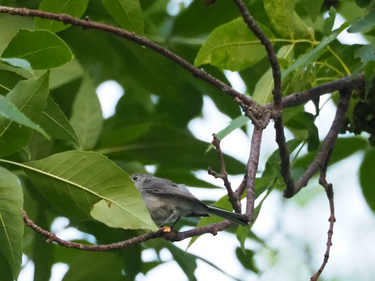 Blaumückenfänger (caerulea) - ML604517761