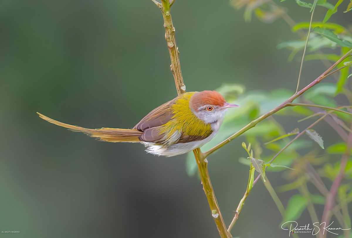 Common Tailorbird - Paranthaman Kannan