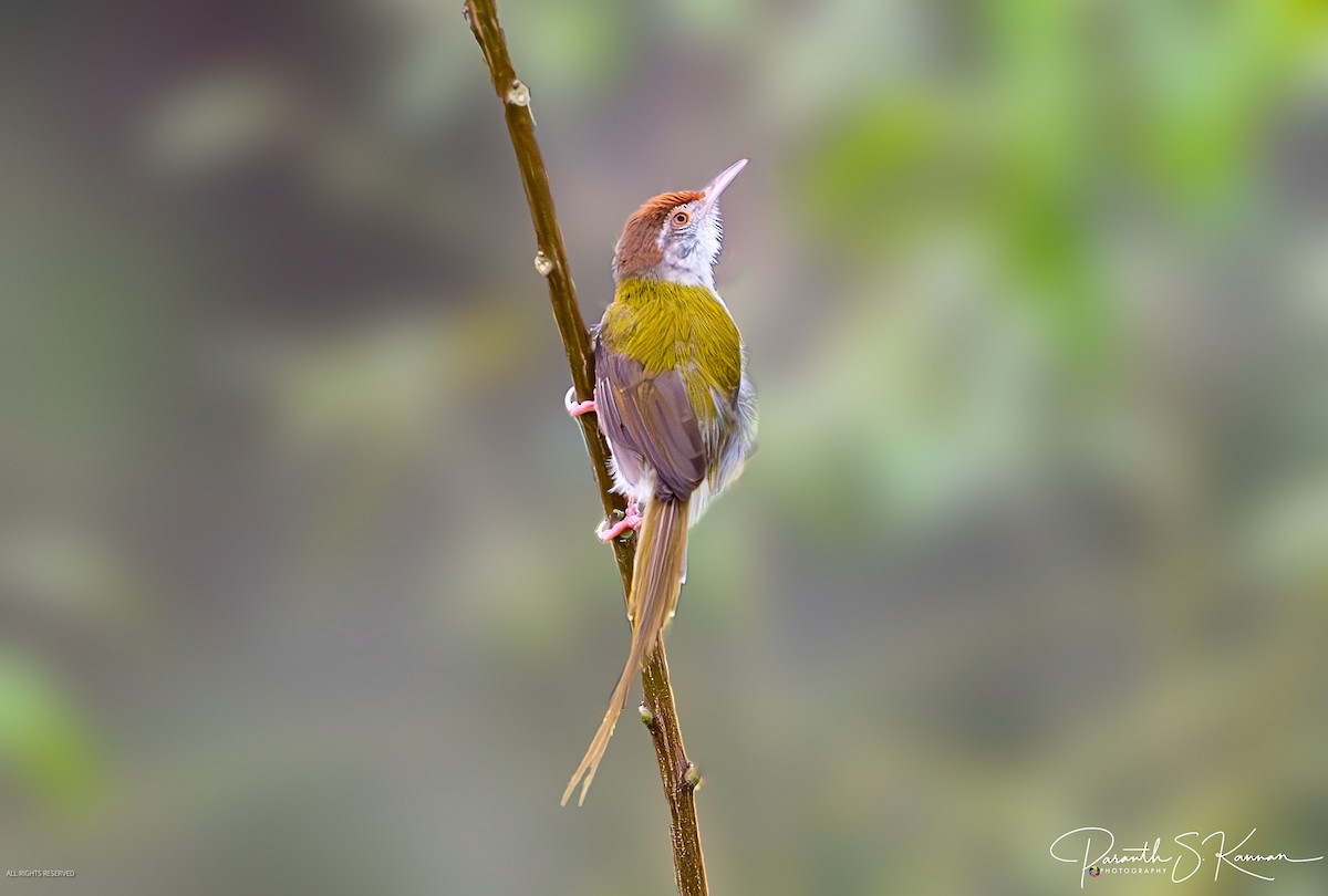 Common Tailorbird - Paranthaman Kannan