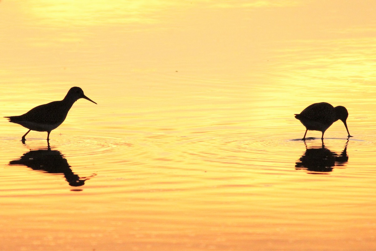 Lesser Yellowlegs - ML604519651