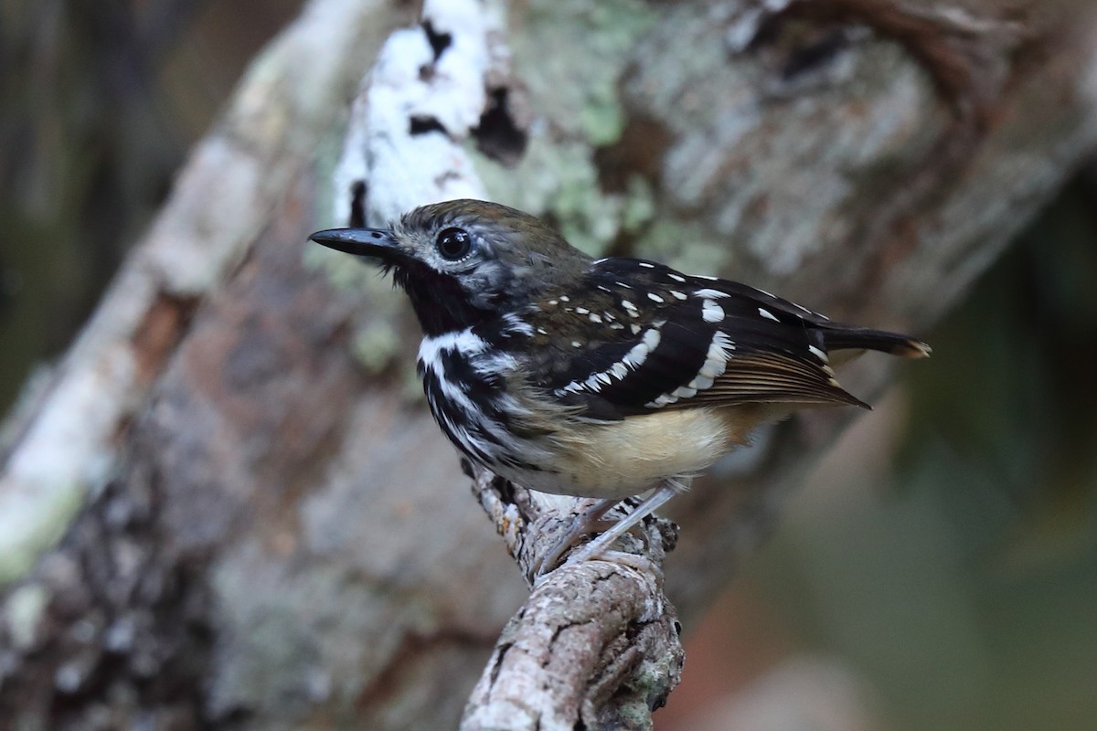 Dot-backed Antbird - ML604520771