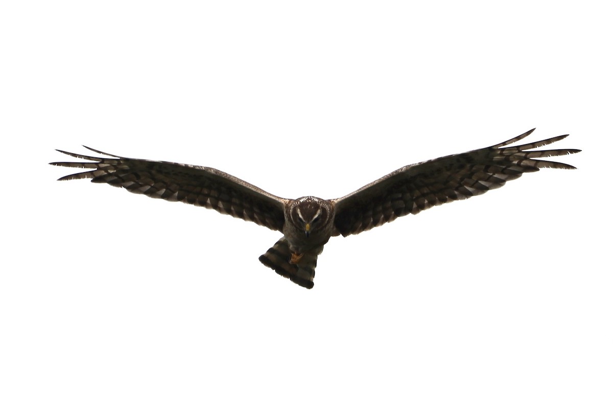 Northern Harrier - ML604521771