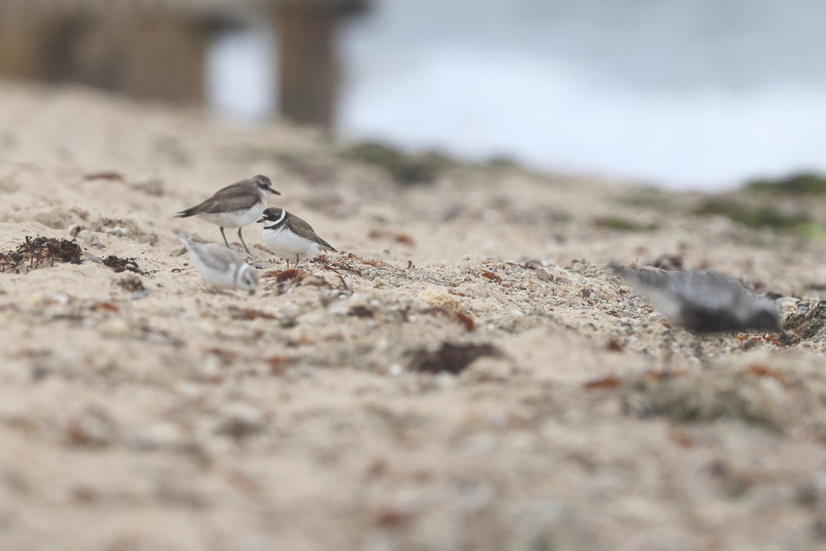 Semipalmated Plover - ML604522231