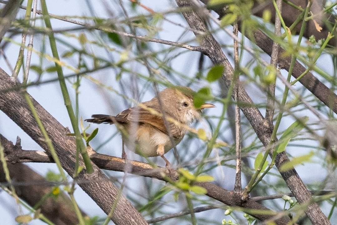 Prinia Frentirrufa - ML604522411