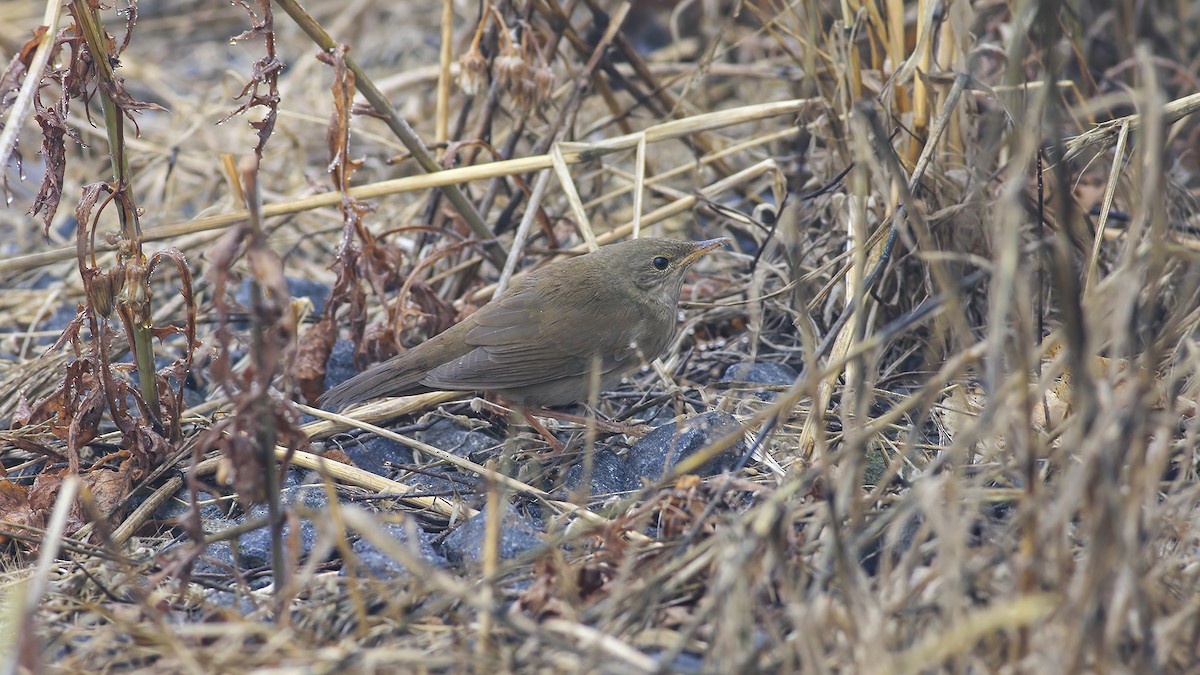 River Warbler - Mehmet Kıran