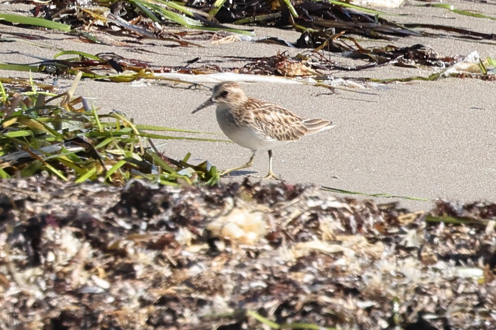 Least Sandpiper - ML604523601