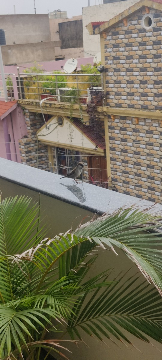 House Sparrow - ML604524091