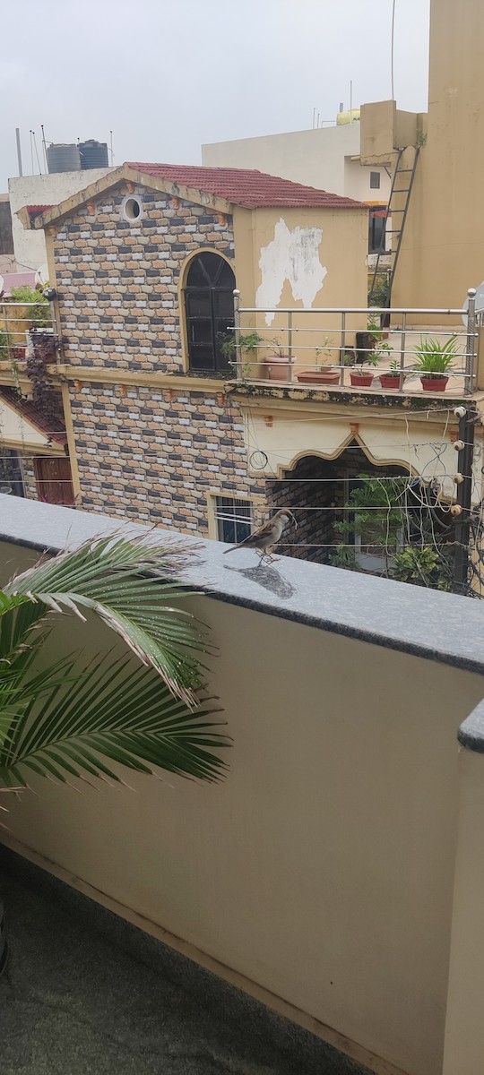 House Sparrow - ML604524101