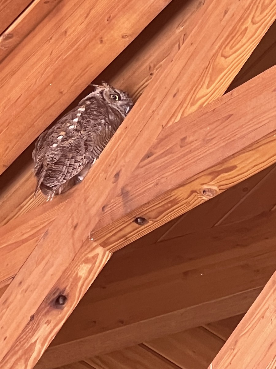 Great Horned Owl - ML604524261