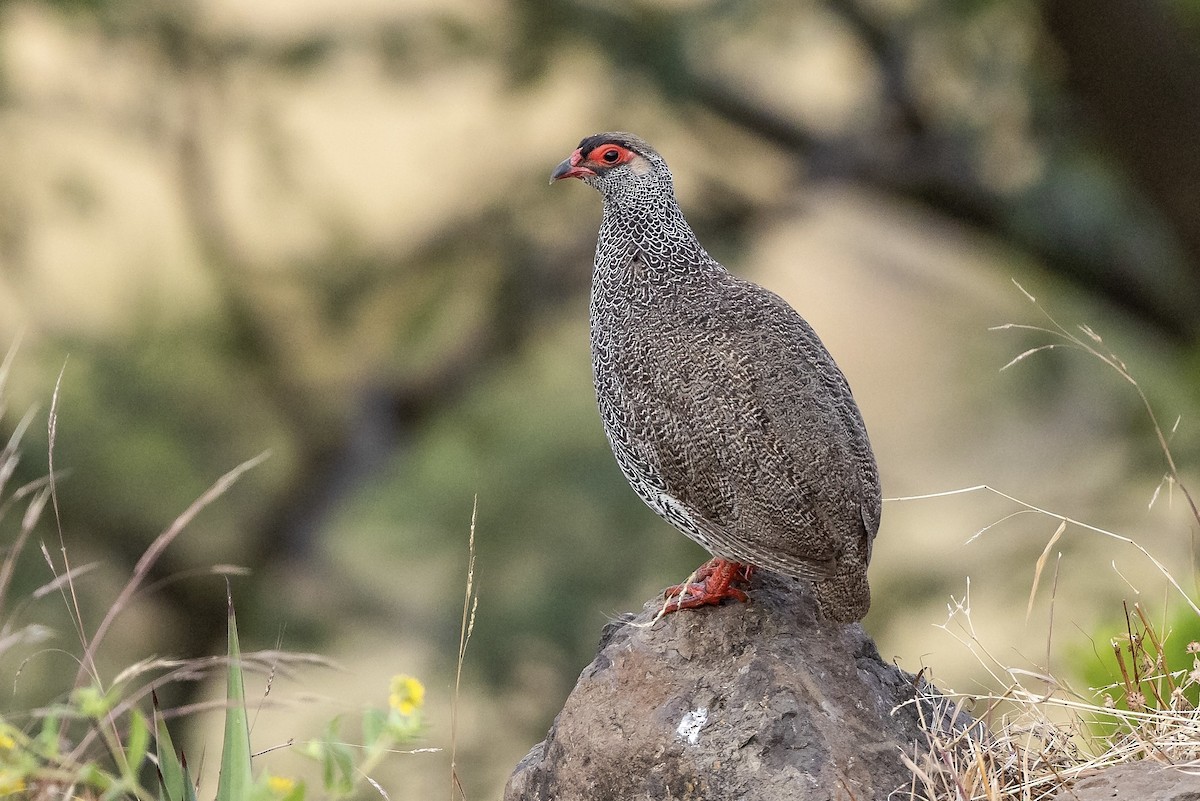 Harwood's Spurfowl - ML604524521